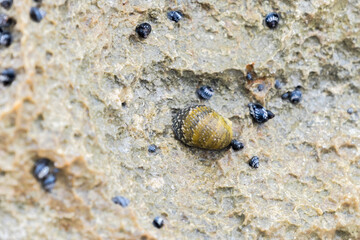 Details of hundreds of small dark blue sea snails attached to a rock in the Limestone Bay area of Anguilla