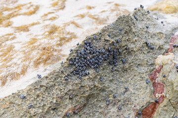 Details of hundreds of small dark blue sea snails attached to a rock in the Limestone Bay area of Anguilla