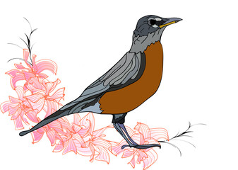 American robin