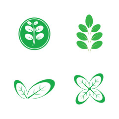Fototapeta na wymiar moringa leaves icon vector illustration template design
