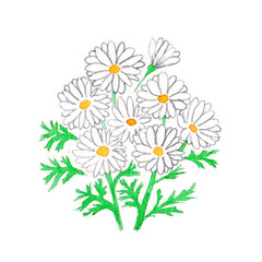 手描きの水彩イラスト：マーガレットやカモミールの白い小花（透過画像）

