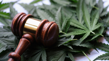 Gavel of judge lying on green leaves of marijuana closeup - obrazy, fototapety, plakaty