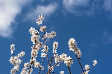 Scenic view of almond tree flowers against blue sky in Provence south of France