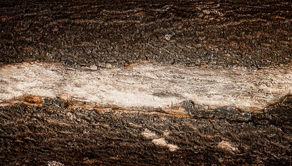Fototapeta premium Tree bark texture of trunk peeled off in the center nature background close up