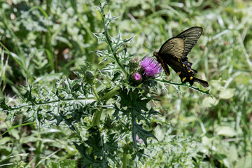 butterfly on a thistle flower