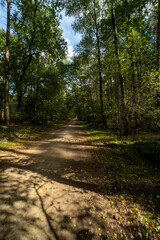 The forrest near Rheine, Germany