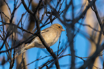 Common Chaffinch perched on a tree branch