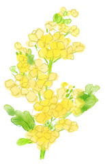 菜の花の水彩イラスト