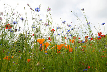Field of tall poppies swept by the wind