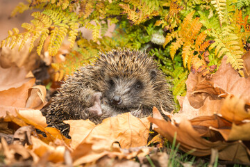 Hedgehog, Scientific name: Erinaceus europaeus.  Close up of a wild, European hedgehog waking up...