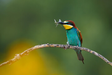European bee eater, Merops apiaster.