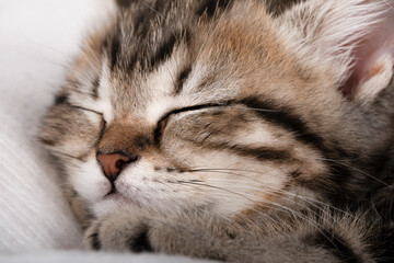close up muzzle of a sleeping brown kitten