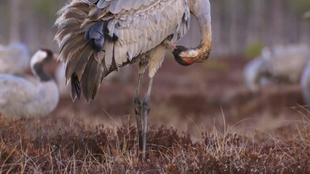A group of cranes Grus grus feeds and rests in the marsh during spring migration. Close-up of a crane preening its feathers. Swamp in spring in the sunset lights. High quality FullHD ProRes footage