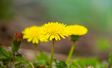 Spring flowers on a cloudy day. Yellow dandelions close up. Beautiful nature landscape with place for text. Hi spring. Beautiful flowers on a green meadow.