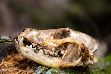 Animal bones, skull on the ground. Skull of a wolf or dog. Death of animals, pestilence. Skull of a predatory animal with fangs.