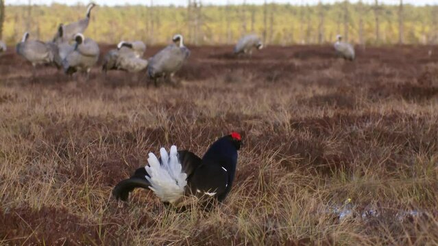 Lekking Black grouse. Male of grouse on the bog. A group of cranes in the background. Black Grouse lek at sunrise. Grouse in swamp. Spring mating season in the nature. Male of grouse on the bog.
