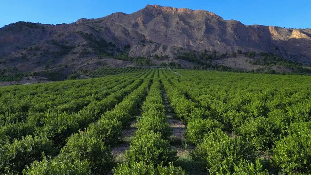 Flying over the green lemon trees garden towards a mountains. Aerial agriculture drone footage. 4k Orihuela, Spain