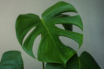 spraying monstera with water from a spray bottle © MarsiWWW