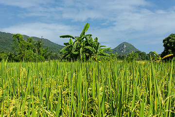 Rice field with banan tree