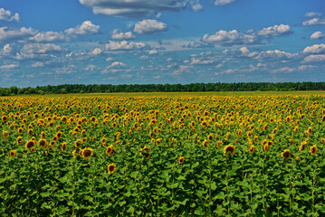 Fototapeta na wymiar Sunflower field under cloudy blue sky