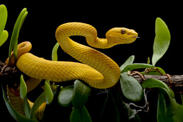 The Yellow White-lipped Pit Viper (Trimeresurus insularis) closeup on branch with isolated background, Yellow White-lipped Pit Viper closeup