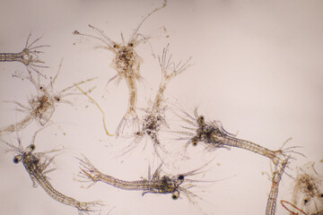 Shrimp, Zoea stage with dead shrimp of Vannamei shrimp in light microscope, Larvae under a microscope, White shrimp, Nauplius, zoea, Larvae. Background.