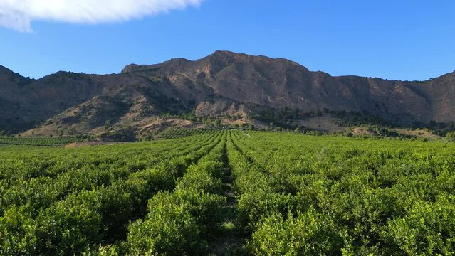 Flying over the green lemon trees garden towards a mountains. Aerial agriculture drone footage. 4k Orihuela, Spain