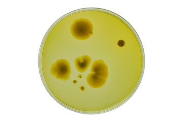 Petri dish or culture media with bacteria on white background with clipping, Test various germs, virus, Coronavirus, COVID-19, Microbial population count, Food science.