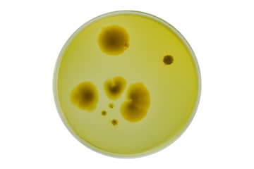 Petri dish or culture media with bacteria on white background with clipping, Test various germs, virus, Coronavirus, COVID-19, Microbial population count, Food science.
