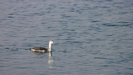 Fototapeta premium Red-throated Loon in winter coat swimming and hunting Three-spined stickleback in Baltic Sea, Sopot, Poland