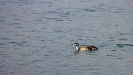 Red-throated Loon in winter coat swimming and hunting Three-spined stickleback in Baltic Sea, Sopot, Poland