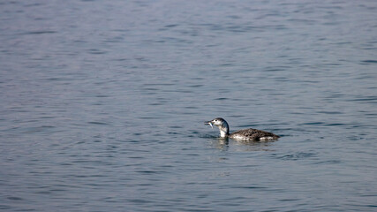 Red-throated Loon in winter coat swimming and hunting Three-spined stickleback in Baltic Sea, Sopot, Poland
