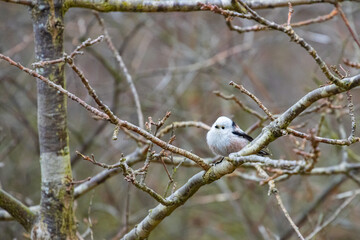 Beautiful cute fluffy little long tailed tit sitting on a branch spotted in a park in Sopot, Poland.