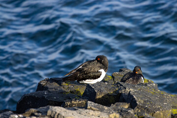 Eurasian oystercatchers sleeping resting on the rocks spotted in Iceland