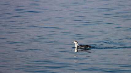 Red-throated Loon in winter coat swimming and hunting Three-spined stickleback in Baltic Sea, Sopot, Poland