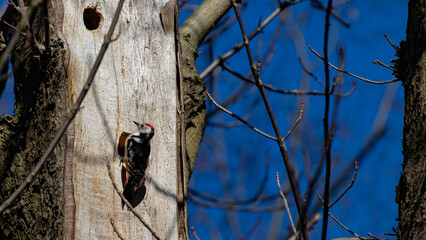 Beautiful Middle spotted woodpecker pecking on tree near its hollow. Bird spotted in park in Sopot, Poland