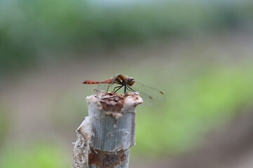 枝にとまったトンボのアップ