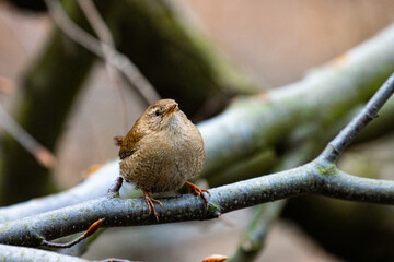 Beautiful fluffy eurasian wren sitting on the branch and singing. Spotted in Sopot, Poland