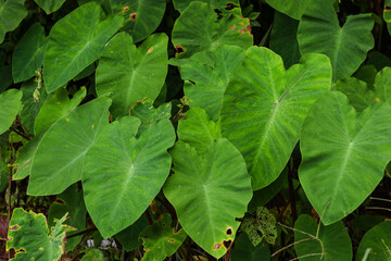 Tropical leaves, Elephant Ear Plant, Caladium or Taro Plant, Alocasia Indica Green Bushes, Biennial Plants.