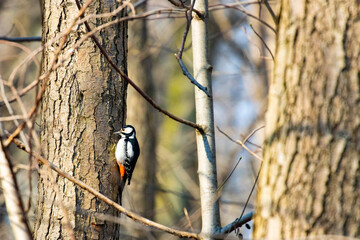 Beautiful great spotted woodpecker pecking on tree. Bird spotted in park in Sopot, Poland