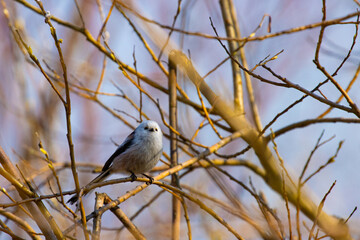 Beautiful cute fluffy little long tailed tit sitting on a branch spotted in a park in Sopot, Poland.