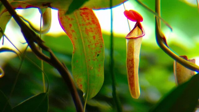 Slow motion. Front view of a reddish rim upper pitcher plant. Nepenthes or so called Kantong Semar. this species are well cultivated in lowlands with special care