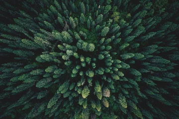 Foto op Plexiglas Aerial top view green forest and green trees in rural Altai, Drone photo © Parilov