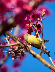 Female Green-tailed Sunbird ,Aethopyga nipalensis or Nepal yellow-backed sunbird, in the family Nectariniidae live on Ang khang in Chiang Mai, Thailand..