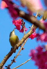 Female Green-tailed Sunbird ,Aethopyga nipalensis or Nepal yellow-backed sunbird, in the family Nectariniidae live on Ang khang in Chiang Mai, Thailand..