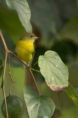 Female thick-billed euphonia perched on the branch of a passionflower (Quindío, Colombia).