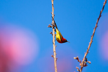 Green-tailed Sunbird ,Aethopyga nipalensis or Nepal yellow-backed sunbird, in the family Nectariniidae live on Ang khang in Chiang Mai, Thailand.