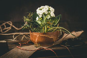 Flaming Katy plant (kalanchoe blossfeldiana), also known as widow's thrill or Christmas kalanchoe, in a stoneware mug on a rustic wooden table - obrazy, fototapety, plakaty