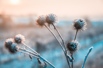 Dry thistle plants covered in snow on a frosty and sunny winter morning, close up