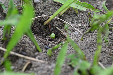 幼虫の青虫を捕獲してアリの巣に引き込もうとする蟻